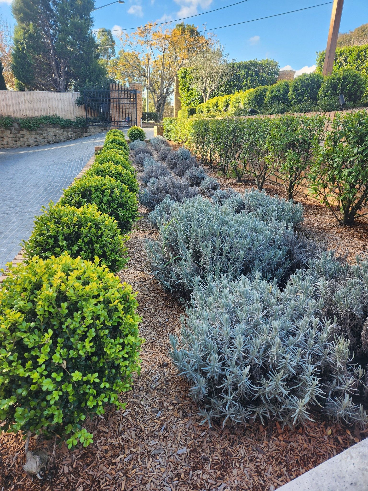 Garden Bed With Bushes Along a Road — Total Perfection In Kariong, NSW