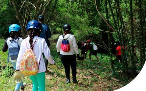 Personas con cascos caminan por un bosque con tallos de bambú.