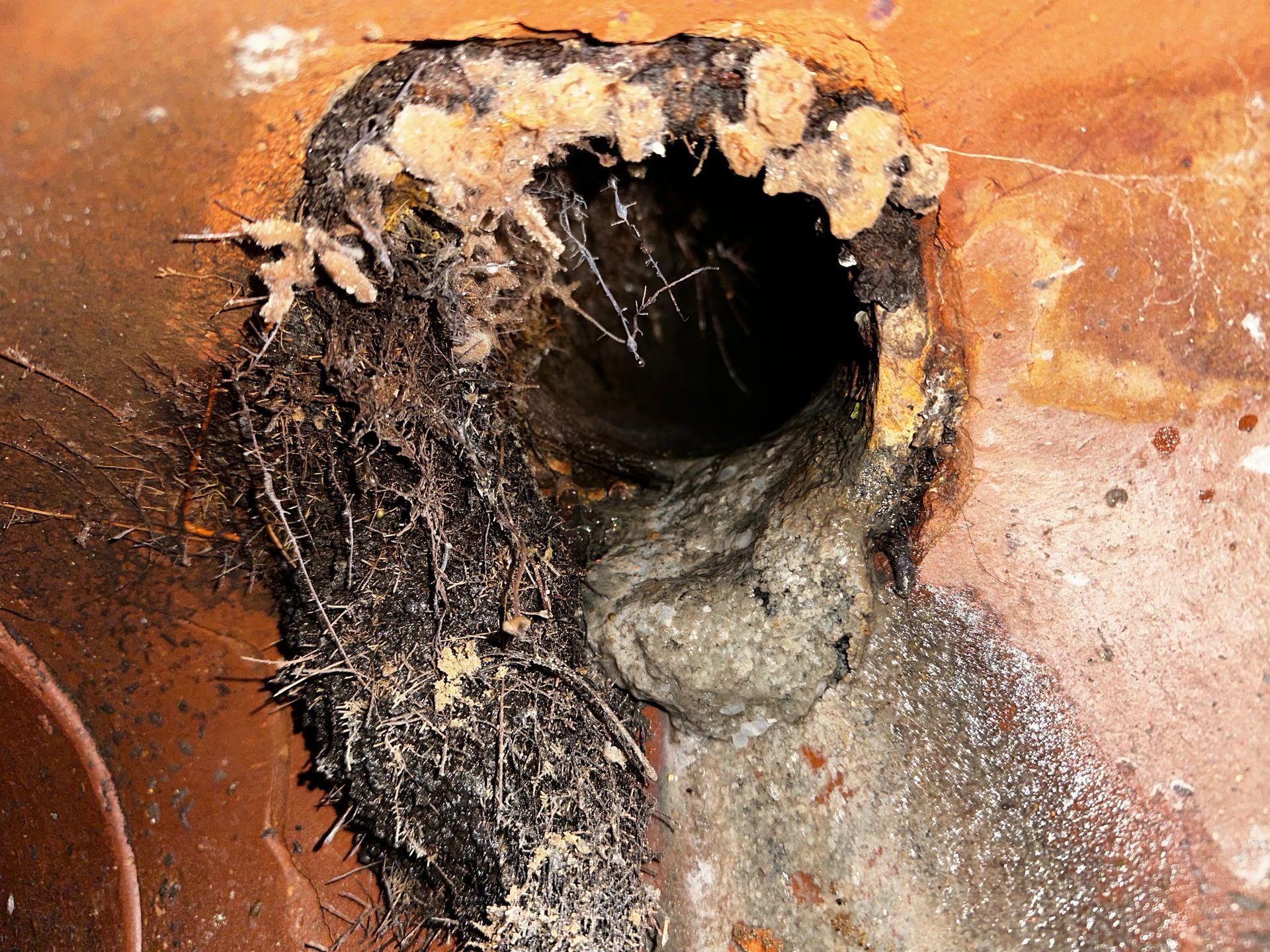 Close-up view of a dark, narrow hole in a reddish-brown surface, surrounded by debris and organic matter.