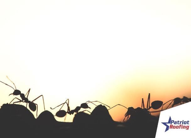 A silhouette of ants on a hill with patriot roofing in the corner