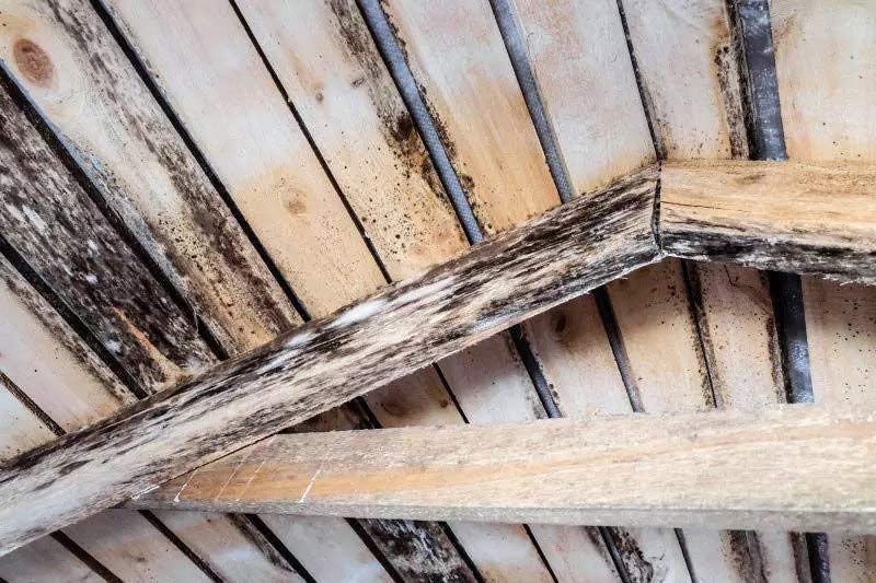 A close up of a wooden ceiling with mold growing on it.