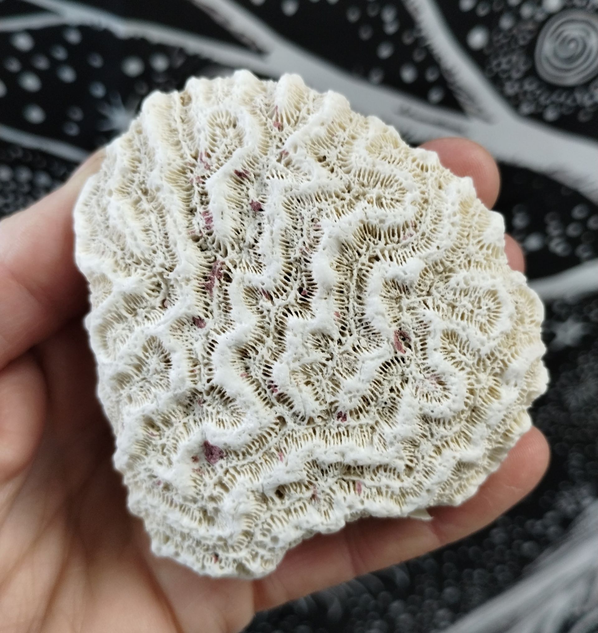 Hand holding a beige brain coral, displaying its intricate maze-like texture.