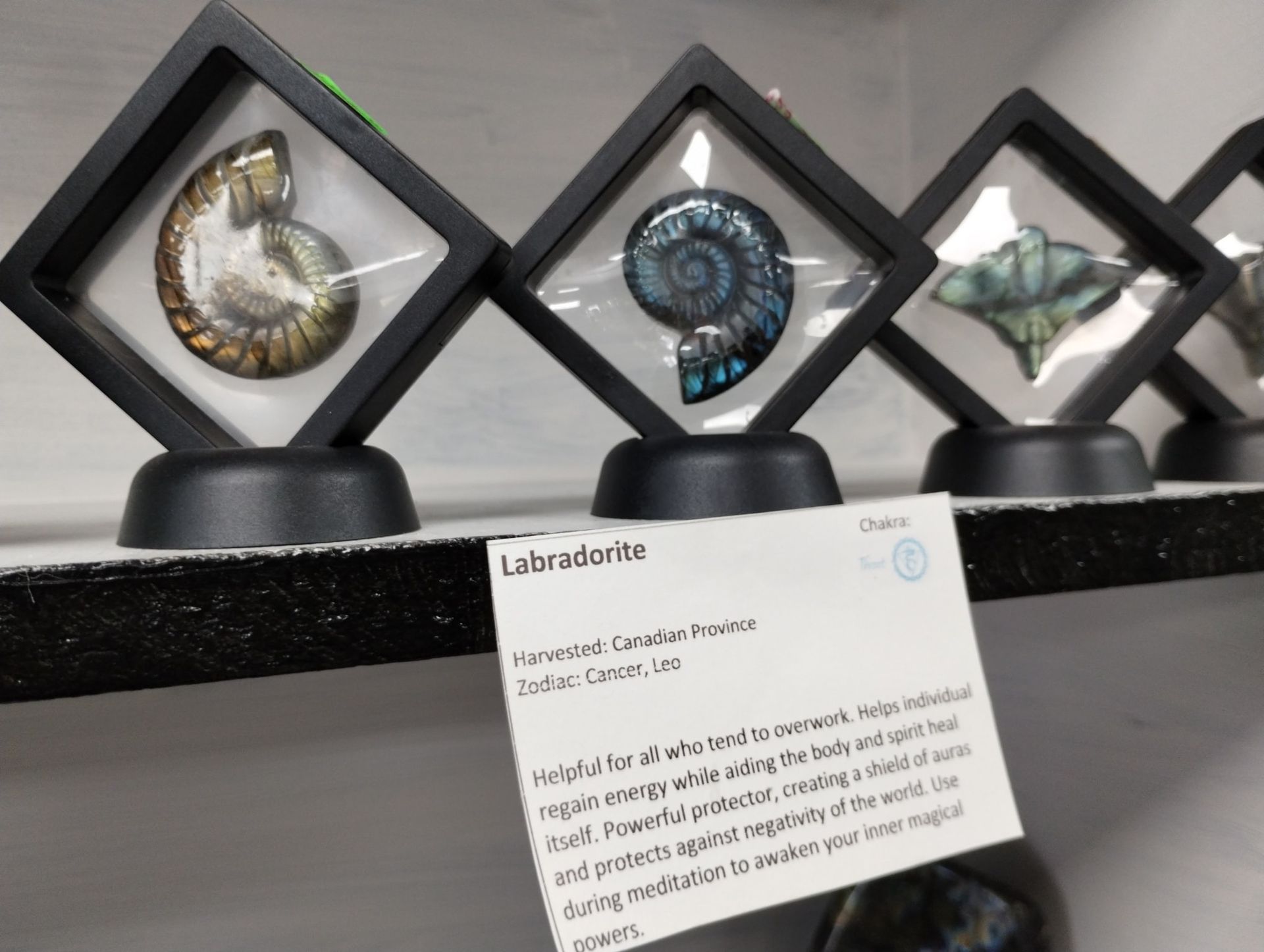 Display of fossilized ammonites and labradorite in black display cases, with a label describing Labradorite.