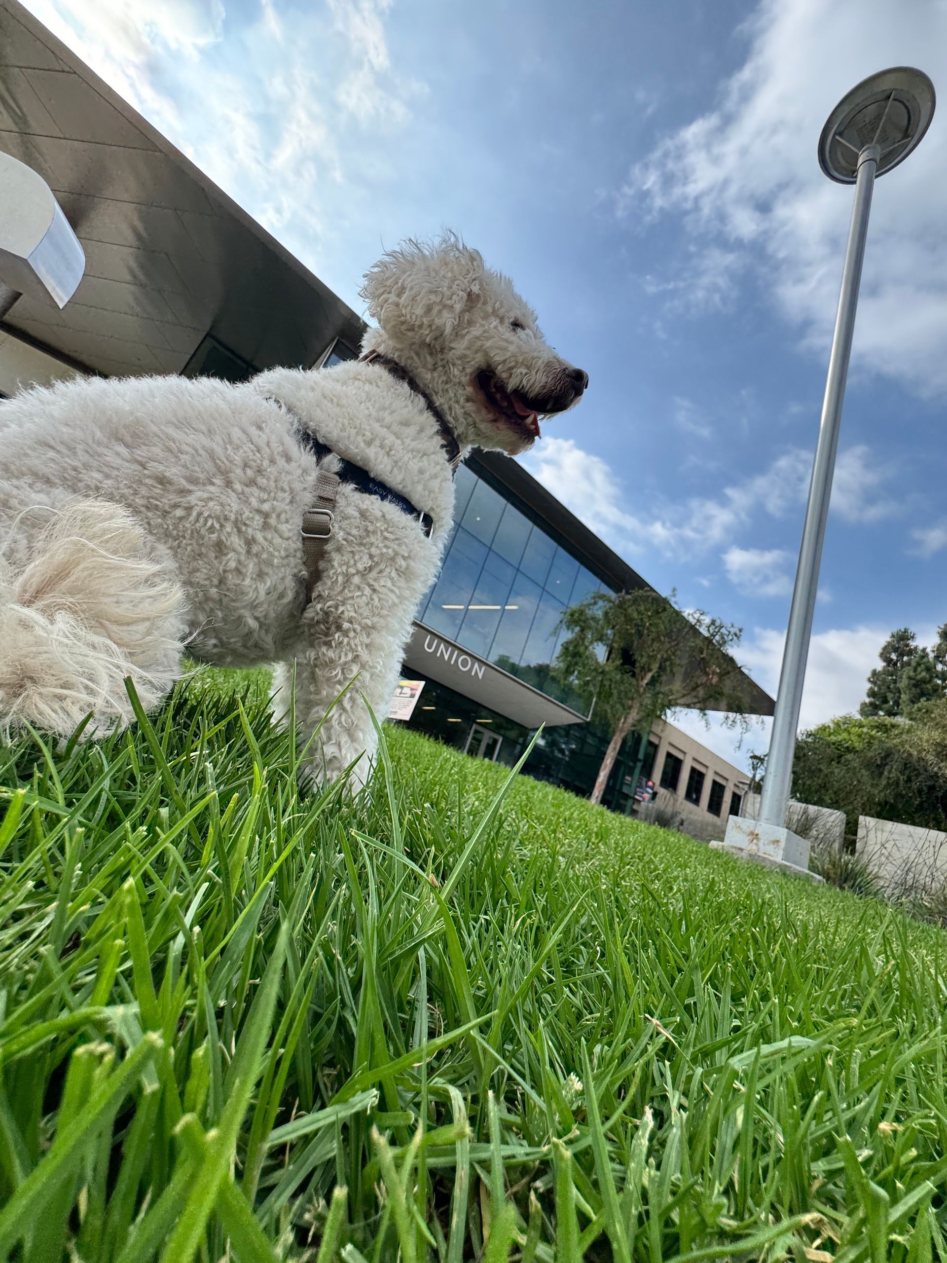 A small white dog is sitting in the grass in front of a building.