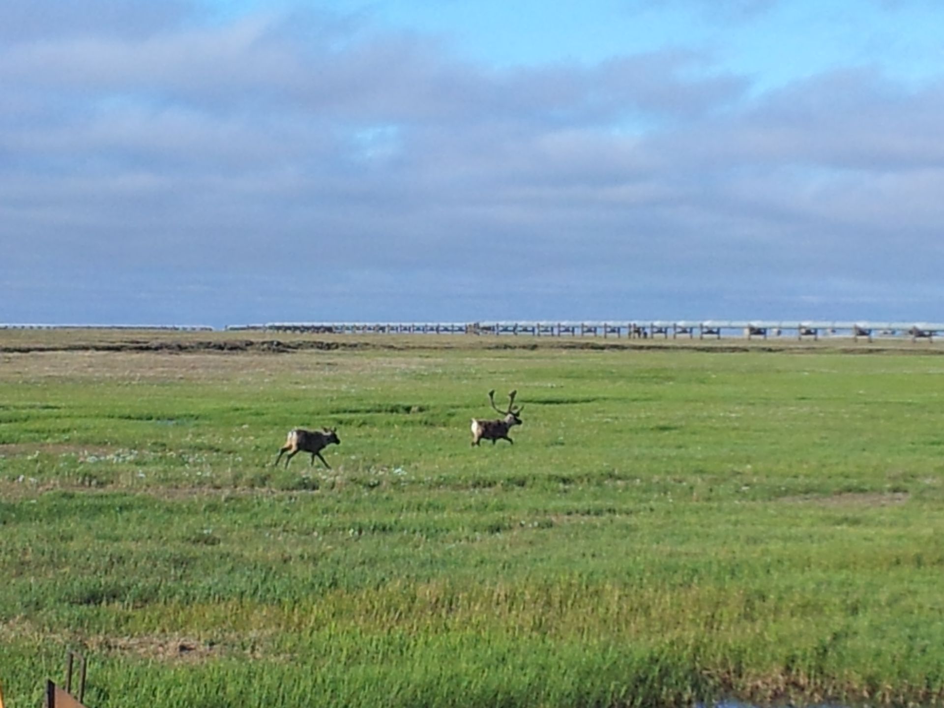 Two deer are running through a grassy field.