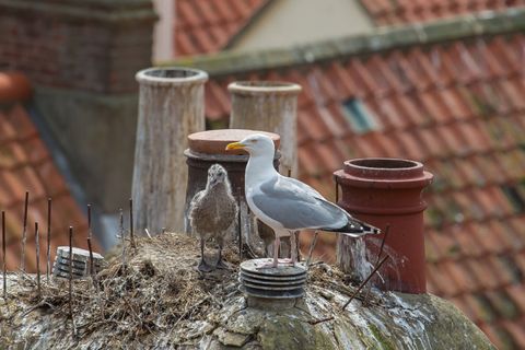 birds on the chimney