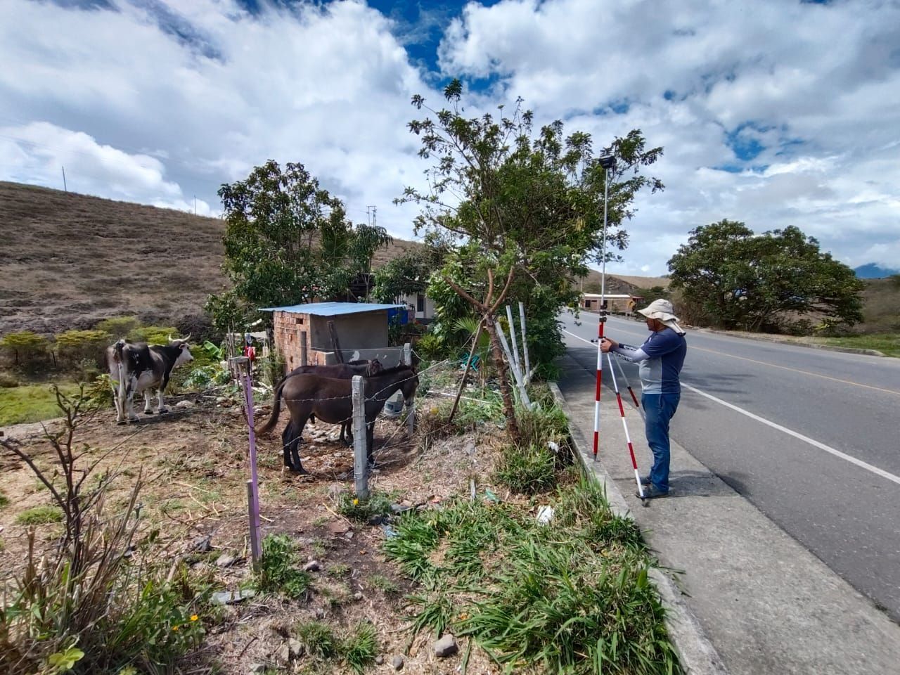 Hombre inspeccionando el camino cerca del ganado y una pequeña estructura; día nublado.