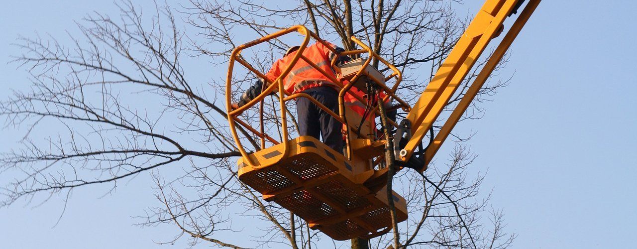 machinery for tree rescue