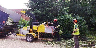 unwanted tree removal