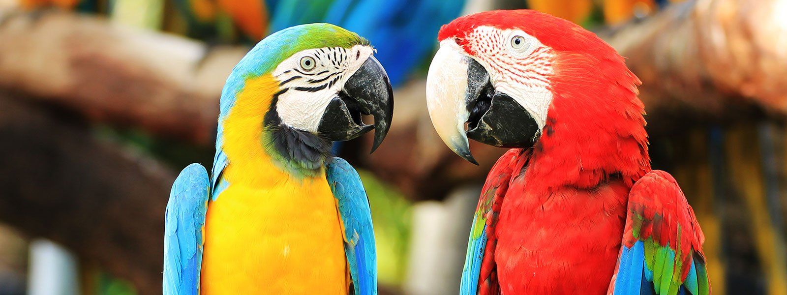 Maika'i Veterinary Clinic LLC Veterinarian Clinic Hilo, HI