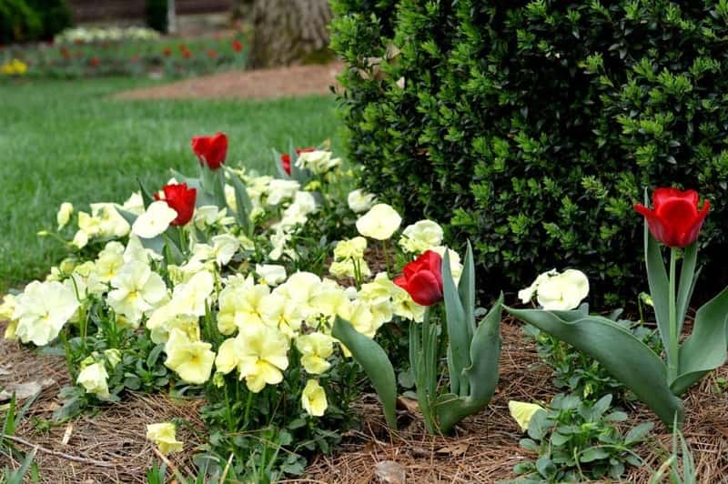 Flower Bed - Lawncare and Landscaping in Nashville, TN