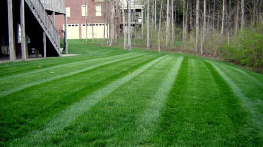 Cut Grass — Lawn Care in Nashville, TN