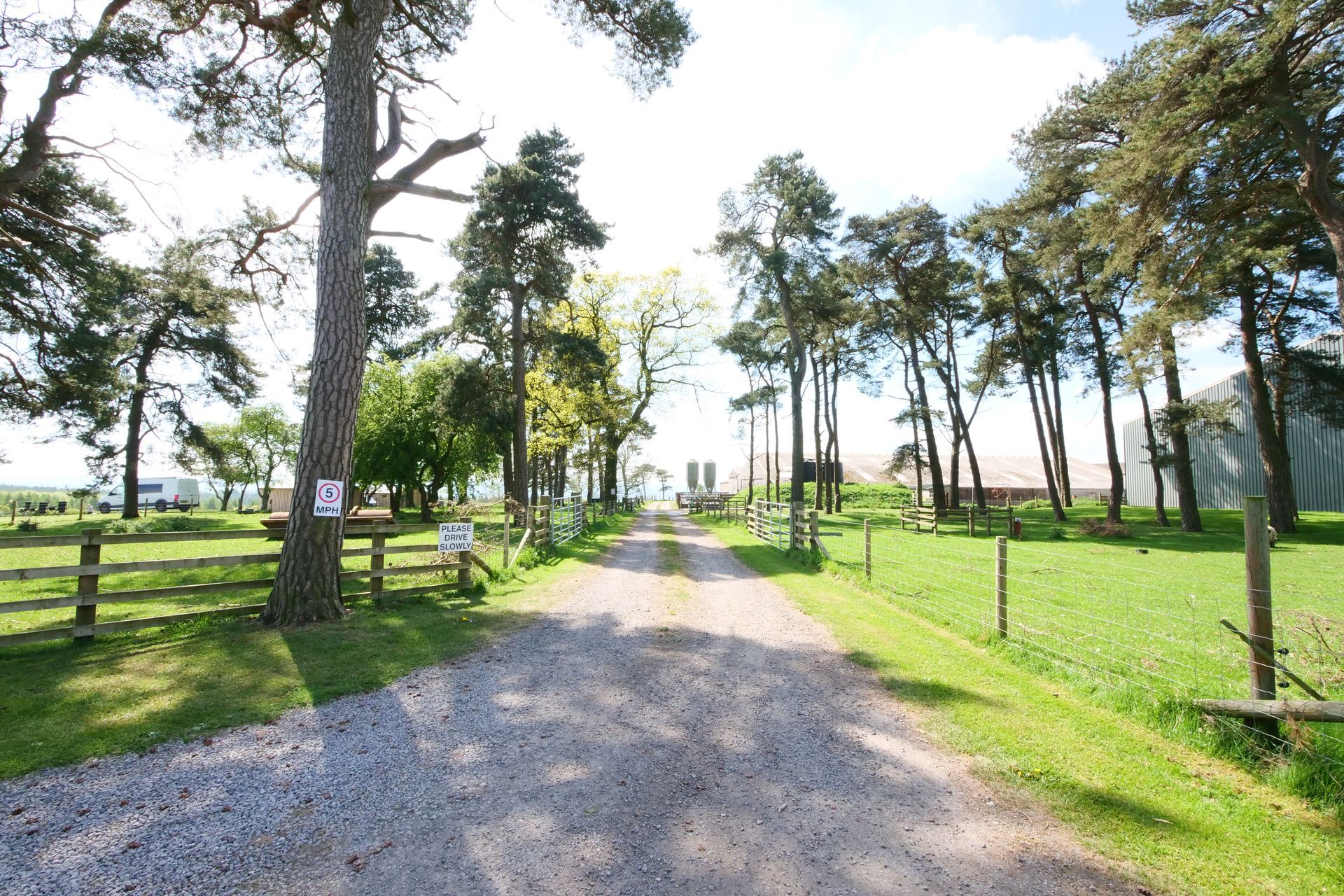 Sunny gravel path through a grassy park lined with tall trees and benches