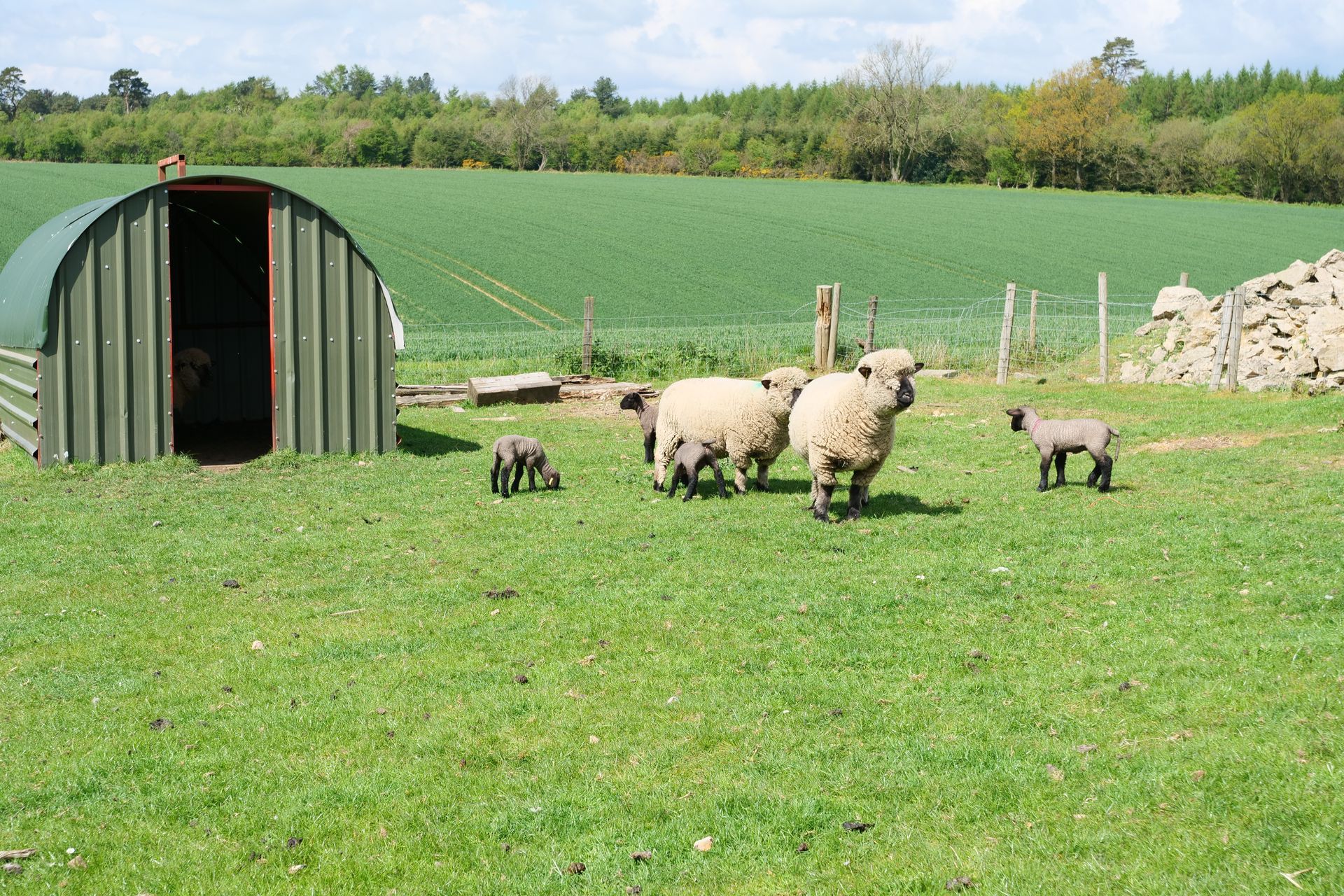 Sheep and lambs grazing in a green field beside a small metal shed