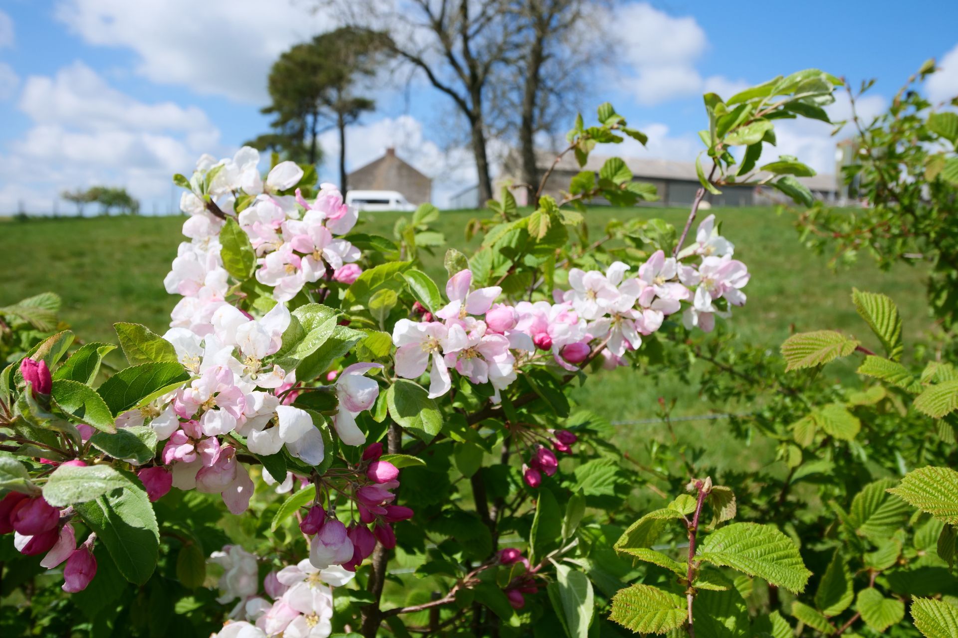 Pink and white blossoms on a leafy shrub in a sunny garden with a house in the background