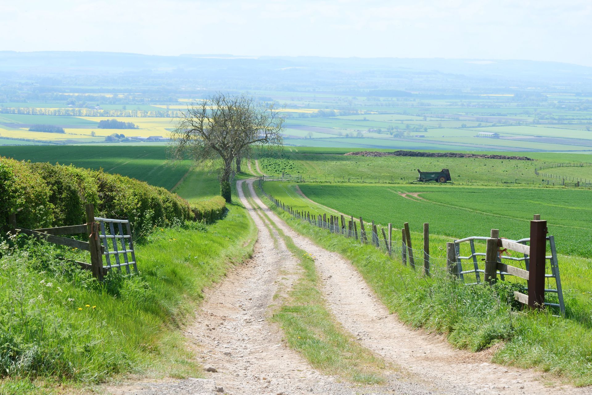 Gravel country path through green fields toward a lone tree under a hazy sky