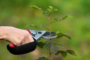 Pruning, Landscape Spraying Service, A Better Service By Wolbert's Olympic Services Inc., Chehalis, WA
