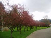 Tree Care, Landscape Spraying Service, A Better Service By Wolbert's Olympic Services Inc., Chehalis, WA