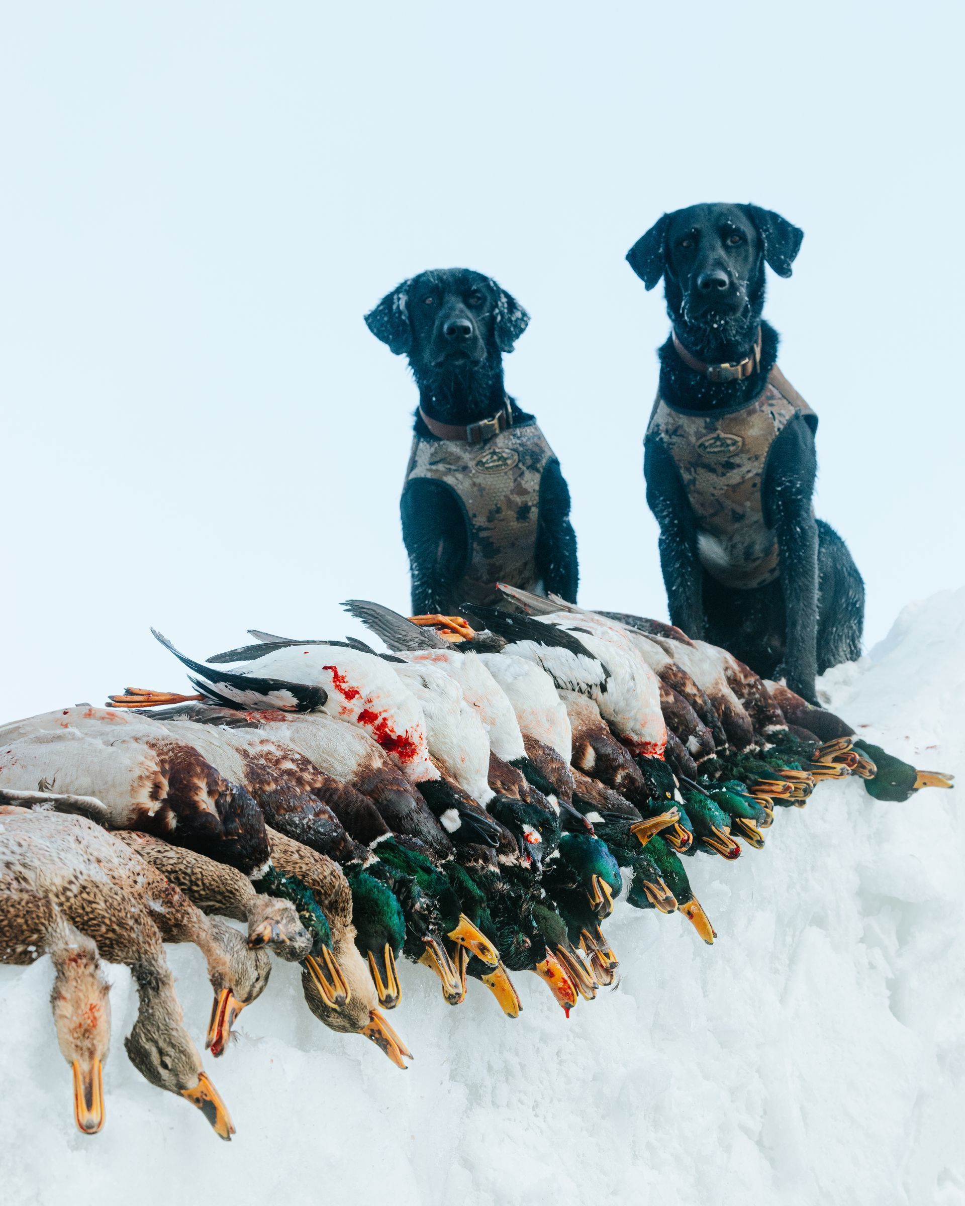 Wyoming Duck Hunting Guide Duck Hunts Outfitter