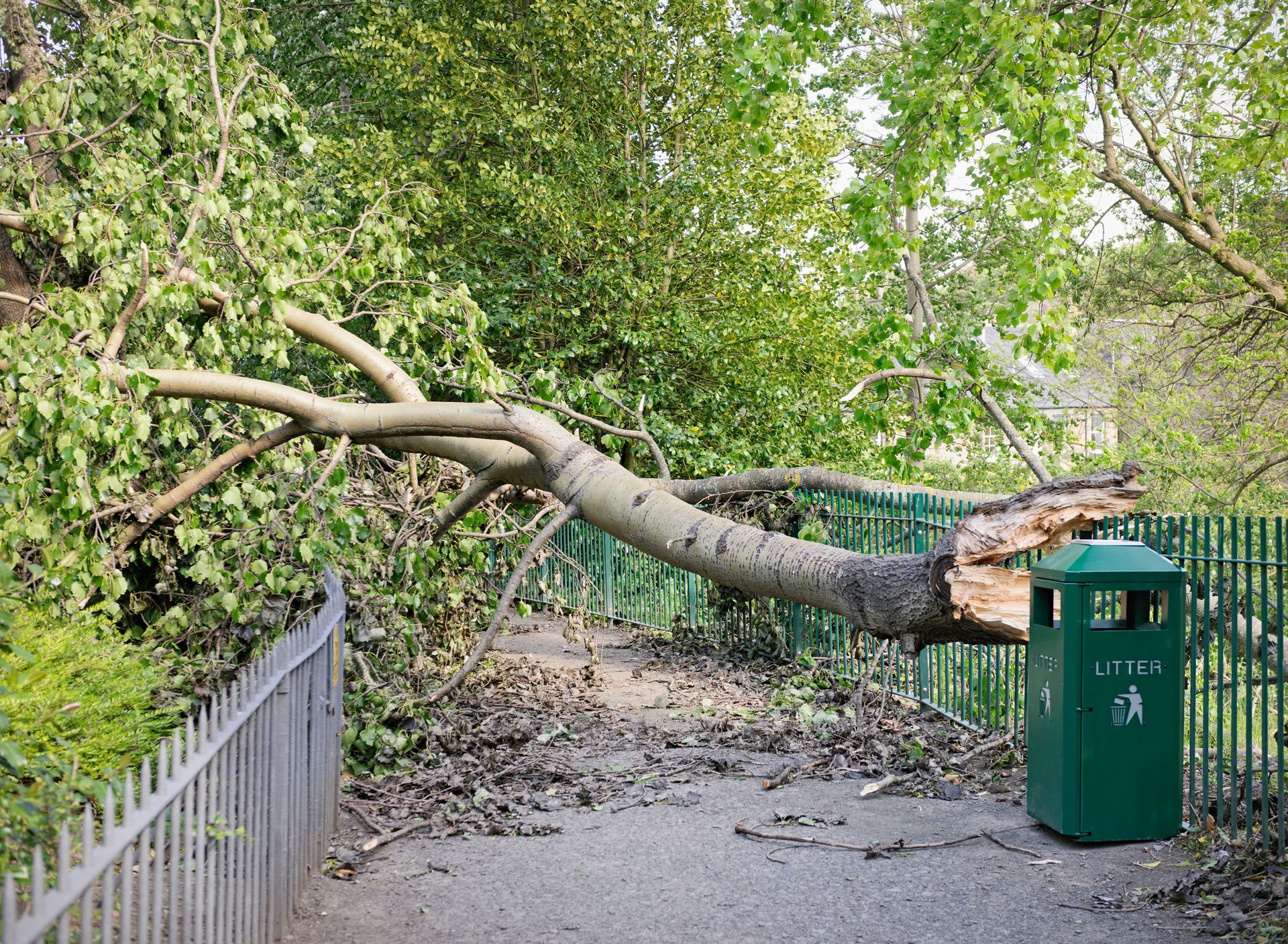 A tree that has fallen on a path next to a trash can.