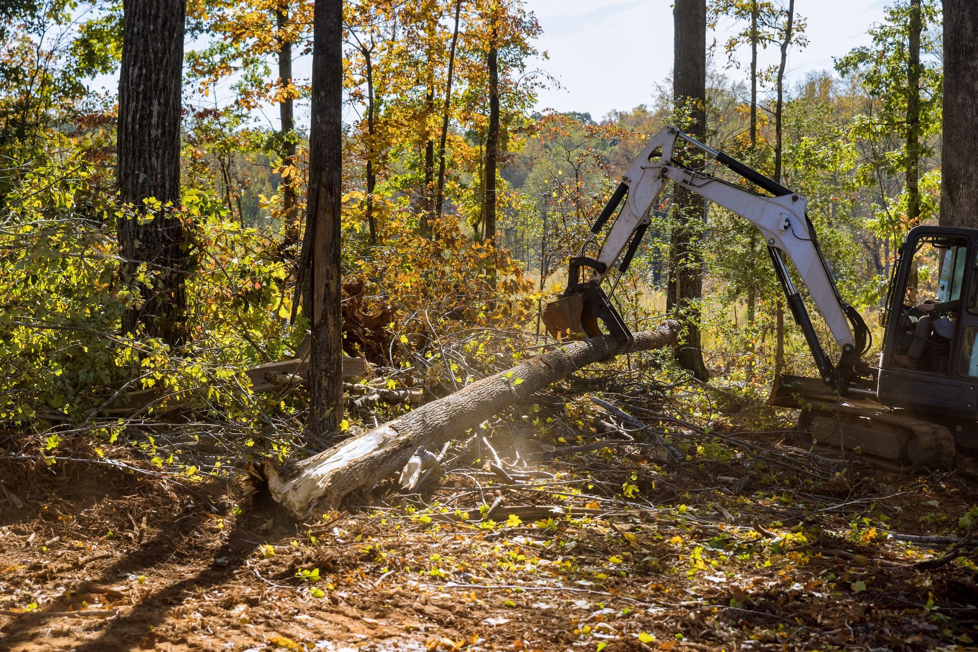 A bulldozer is cutting down a tree in the woods.