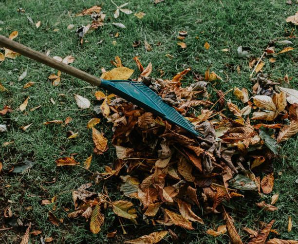 A person is raking leaves in the grass with a rake