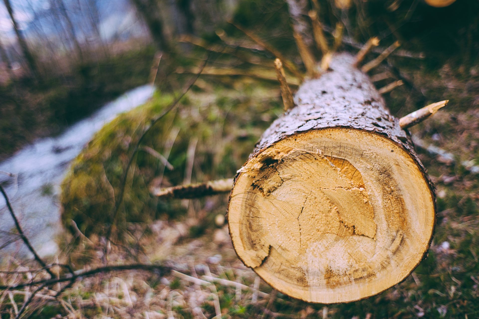 A log is laying on the ground in the woods