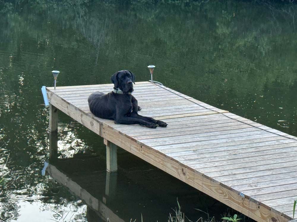 Black dog resting on a wooden dock over water, with a grassy shoreline in the background.