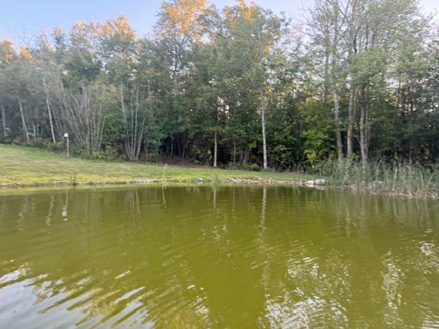 A murky green pond with trees in the background, light reflected on the water.
