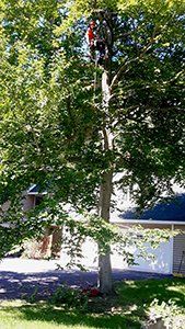 Un homme grimpe à un arbre devant une maison.
