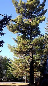 Un homme grimpe à un pin avec une tronçonneuse.