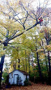 Un homme grimpe à un arbre dans les bois à côté d'un hangar blanc.