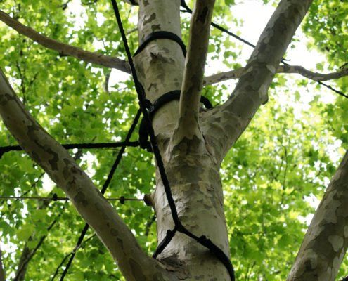 Un arbre avec beaucoup de branches et de feuilles