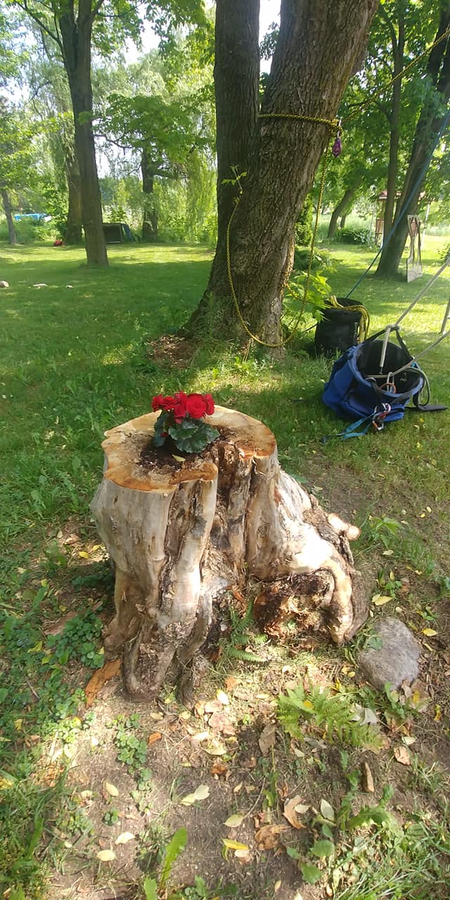 Une souche d'arbre avec une rose rouge dedans dans un parc.