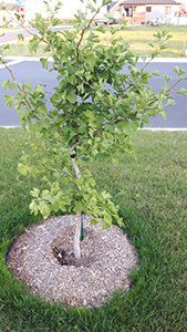 Un petit arbre pousse au milieu d'un champ vert luxuriant.