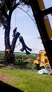 Un homme abat un arbre avec une tronçonneuse.