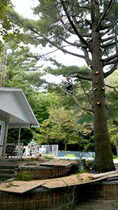 Un homme grimpe à un arbre devant une maison.