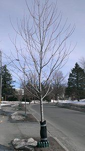 Un arbre sans feuilles est assis sur le bord de la route.