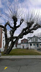 Un arbre avec beaucoup de branches se trouve devant une maison.