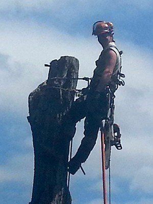 Un homme grimpe à un arbre avec des cordes et un casque.