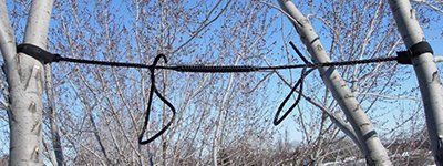 Un fil est suspendu à un arbre dans une forêt.