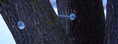 Un gros plan d'un arbre avec une vis dedans.