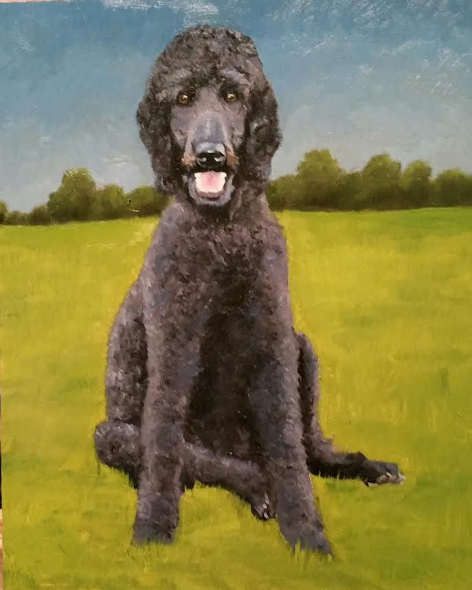 A black poodle is sitting in the grass in a field.