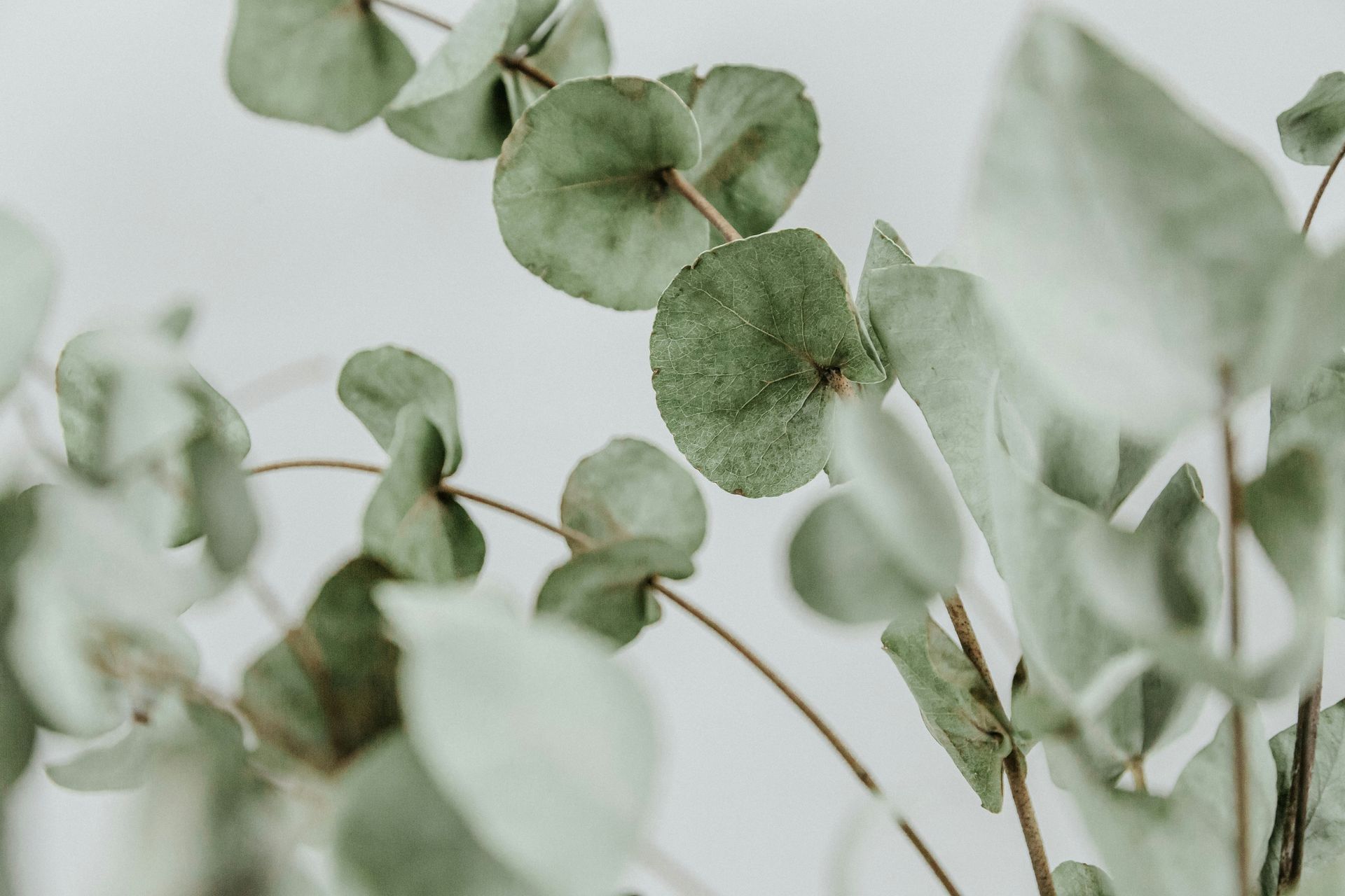 Soft green eucalyptus leaves on thin stems against a pale background.