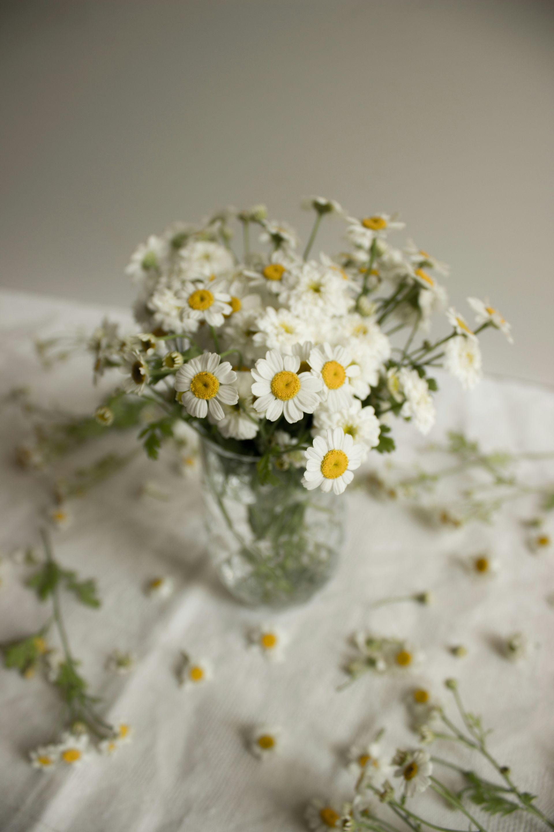 White daisies in a glass vase on a white cloth, with scattered petals on a soft neutral background