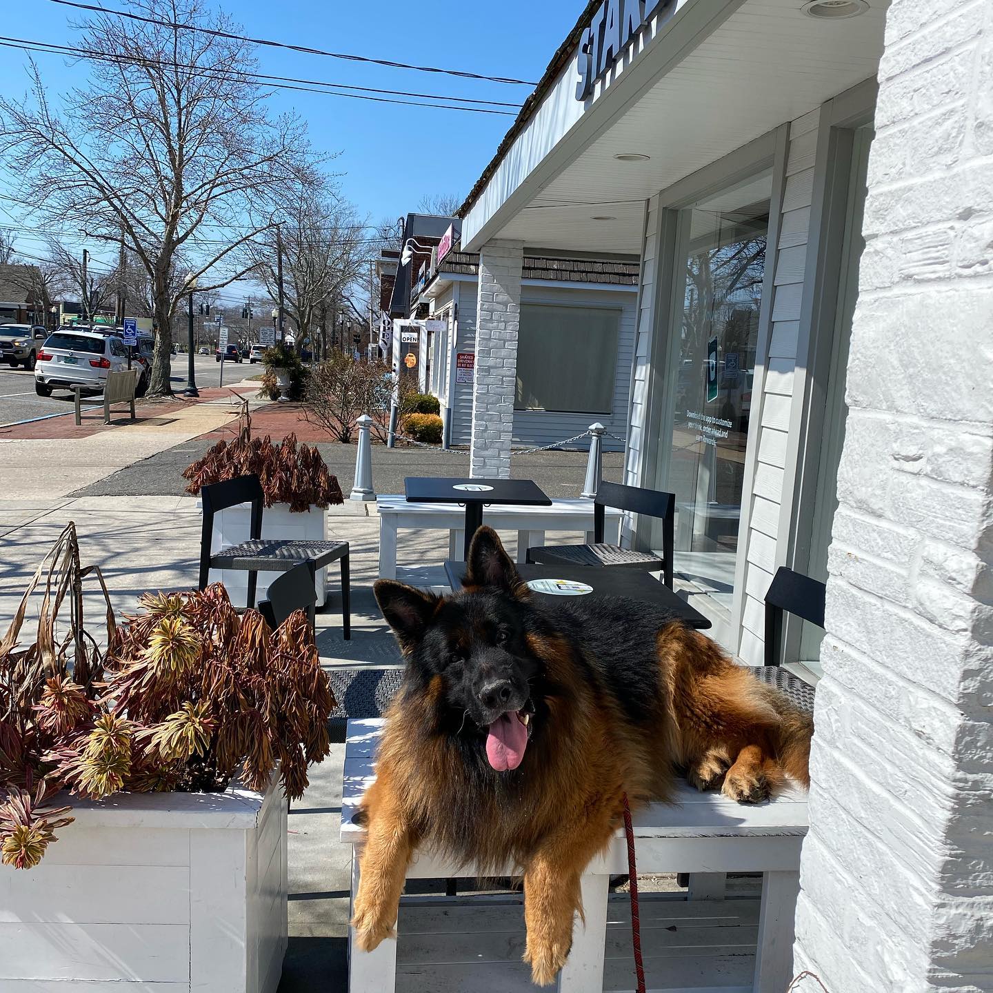 dog training, best dog trainer near me, long island ny, lola dogs