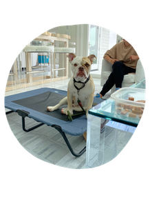 bull dog on small trampoline, dog training, active dog training, long island ny, lola dogs