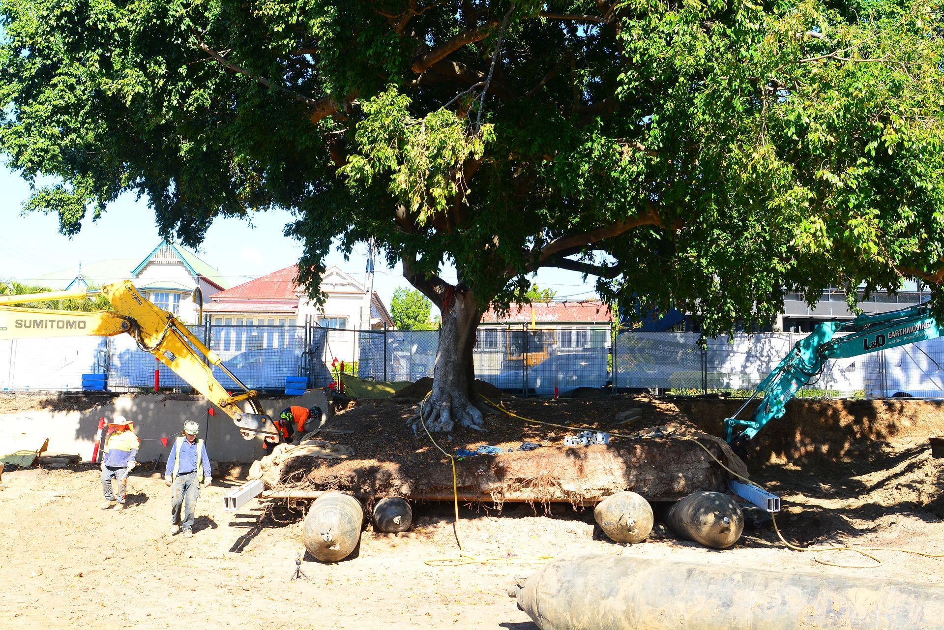 Removing tree to transplant | Brisbane, QLD | The Tree Doctor