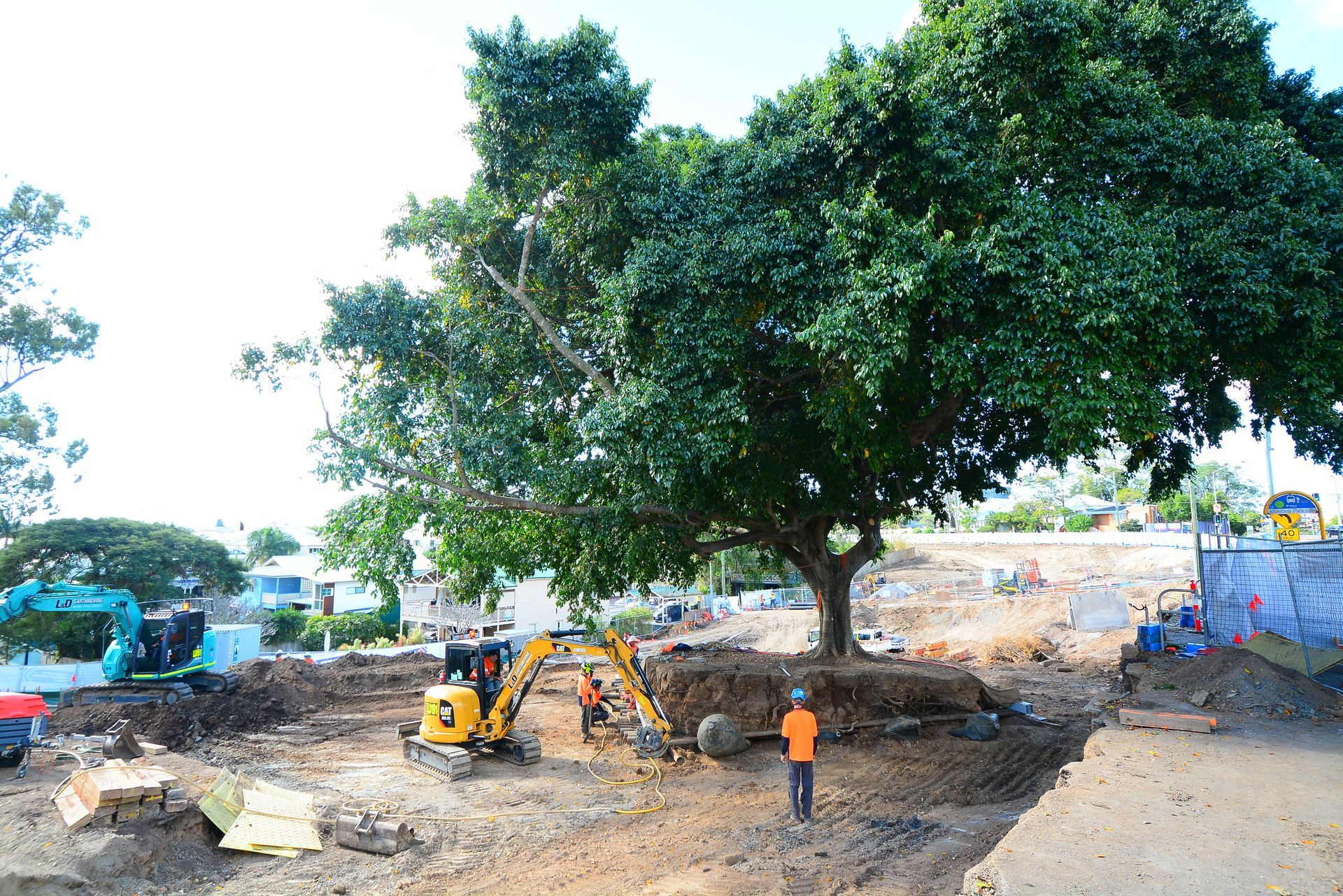 Transplanted tree | Brisbane, QLD | The Tree Doctor