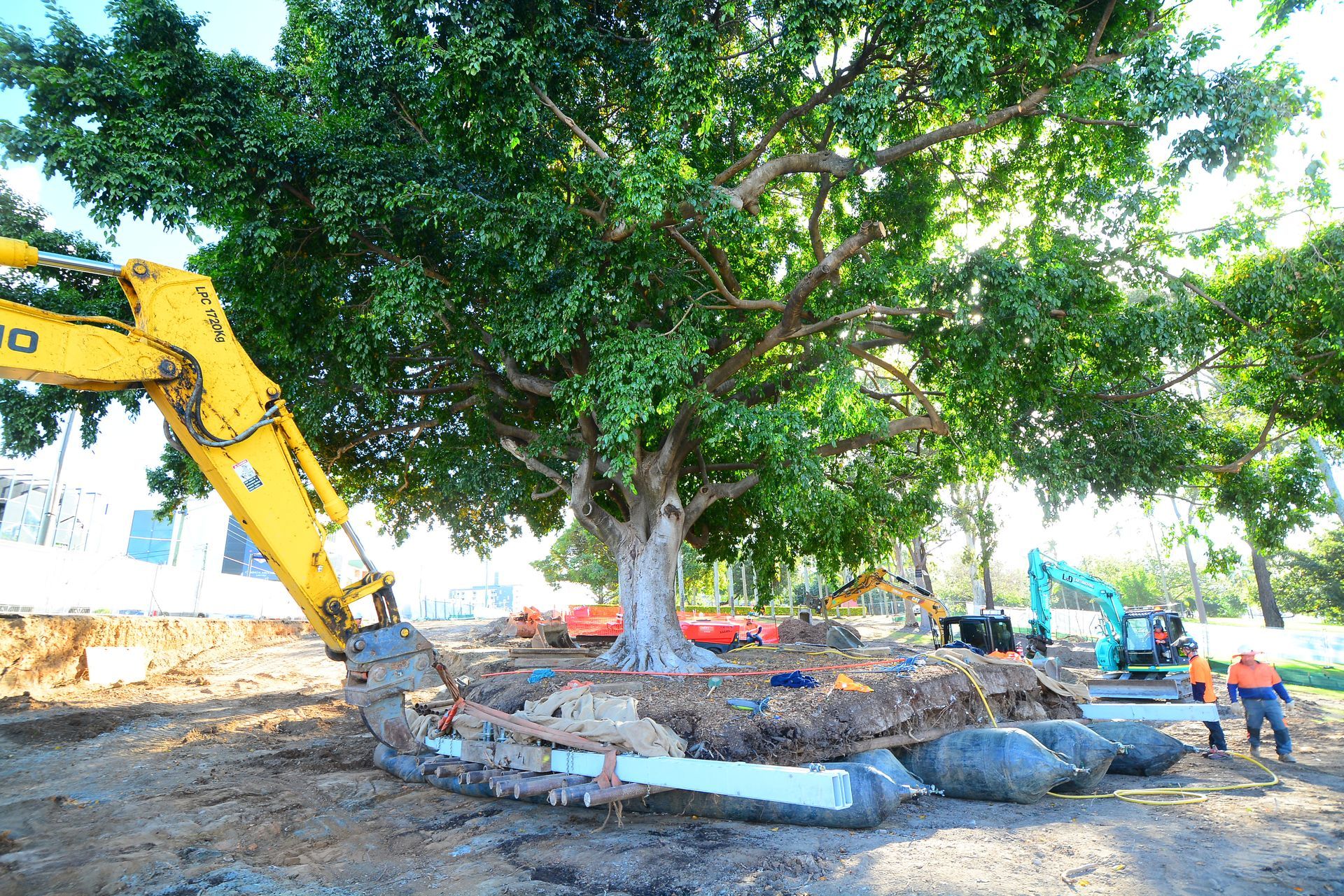 Lifting tree to transplant | Brisbane, QLD | The Tree Doctor
